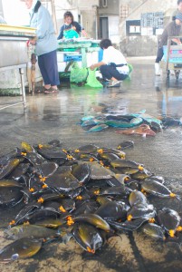 焼き魚で人気の高いミヤコテングハギ＝４日、佐良浜漁港