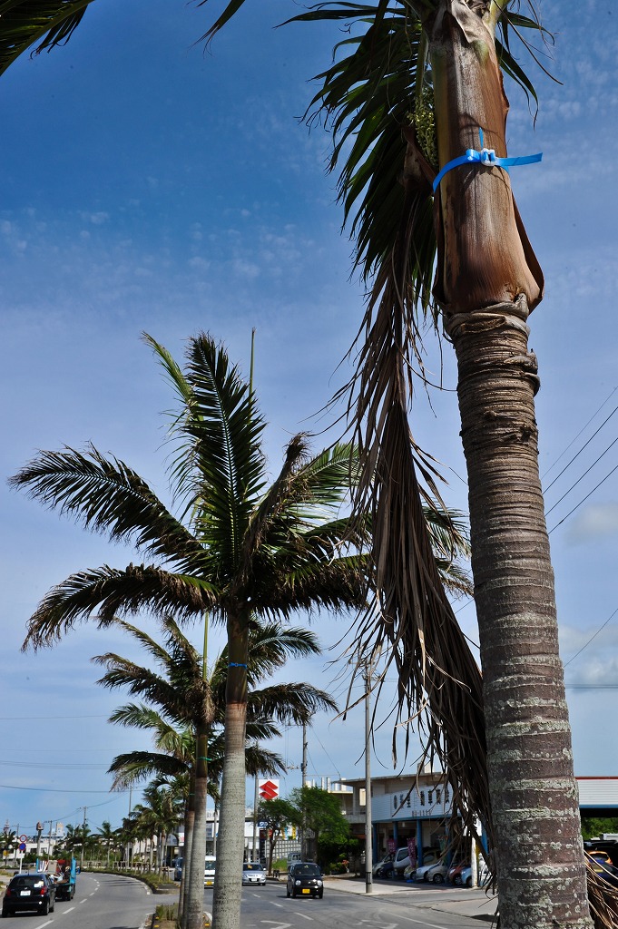 ヤシの木にバンド／県土木事務所 – 宮古毎日新聞社ホームページ