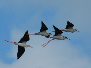 青空をバックに飛翔するセイタカシギ＝13日、下地（撮影・伊良波彌）