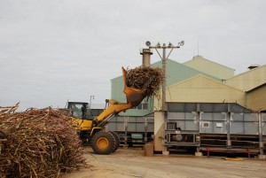 サトウキビを運ぶシャボ＝10日、宮古製糖城辺工場