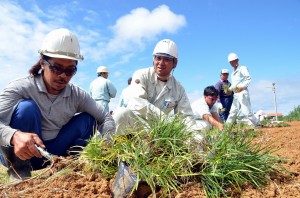 土壌流出の防止と保全を目的に畑の端にリュウノヒゲ９０００株を植栽する参加者たち＝６日、城辺長南地区