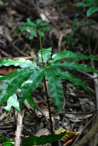 沖永良部島以南に分布するミヤコジマハナワラビ（資料写真）