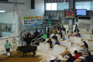１頭平均価格が38万６０００円だった２０１２年最後の肉用牛競り＝9日、ＪＡおきなわ宮古家畜市場