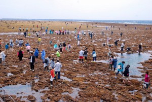 幻の大陸」が国の宝に – 宮古毎日新聞社ホームページ -宮古島の最新