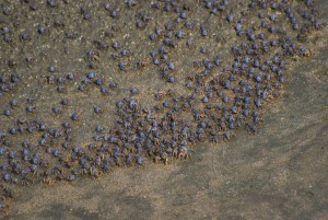 ミナミコメツキガニが行進／琉球列島固有種の新種 – 宮古毎日新聞社