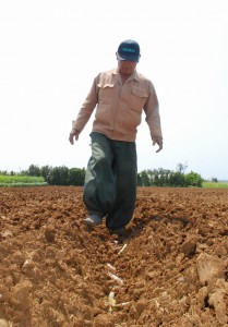 春植えに励む農家＝20日、上野ヤーバル地区