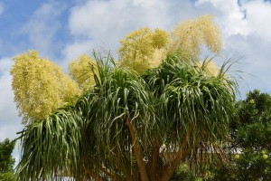 蓄えた養分を一気に発散するように花を咲かせたトックリラン＝４日、東仲宗根