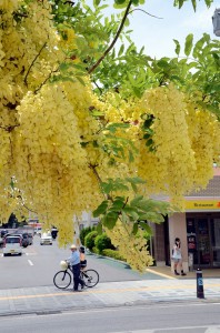 黄金色の花が通りに訪れた人たちの目を楽しませている＝13日、平良の下里通り