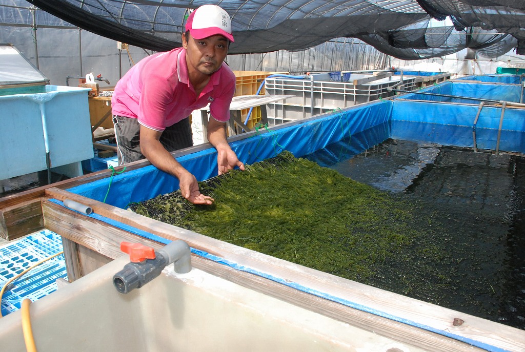 収穫前の海ブドウの出来栄えを確認する仲間会長 高野の海ブドウ養殖場 宮古毎日新聞社ホームページ 宮古島の最新ニュースが満載