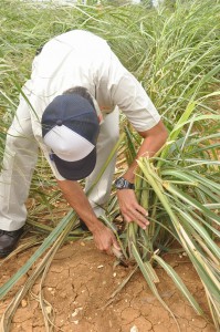 折損した苗用のキビを株元から切除するよう促している＝８日、宮古島市内