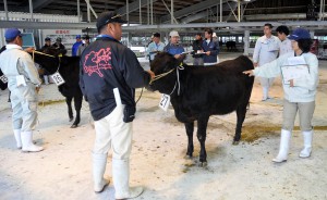 優良子牛が一堂に集い審査を受けた平良支部の12月期子牛共進会＝28日、ＪＡおきなわ宮古家畜市場