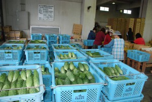 ゴーヤーが連日大量に入荷し選別作業で活気づいている＝４日、ＪＡ上野支店野菜集荷場