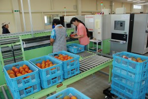 選果機によるマンゴーの選別が始まった＝２１日、ＪＡおきなわ宮古地区農産物集出荷場