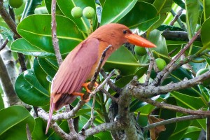 テリハボクの木の上で羽を休めるアカショウビン＝７月２５日、多良間仲筋の民家