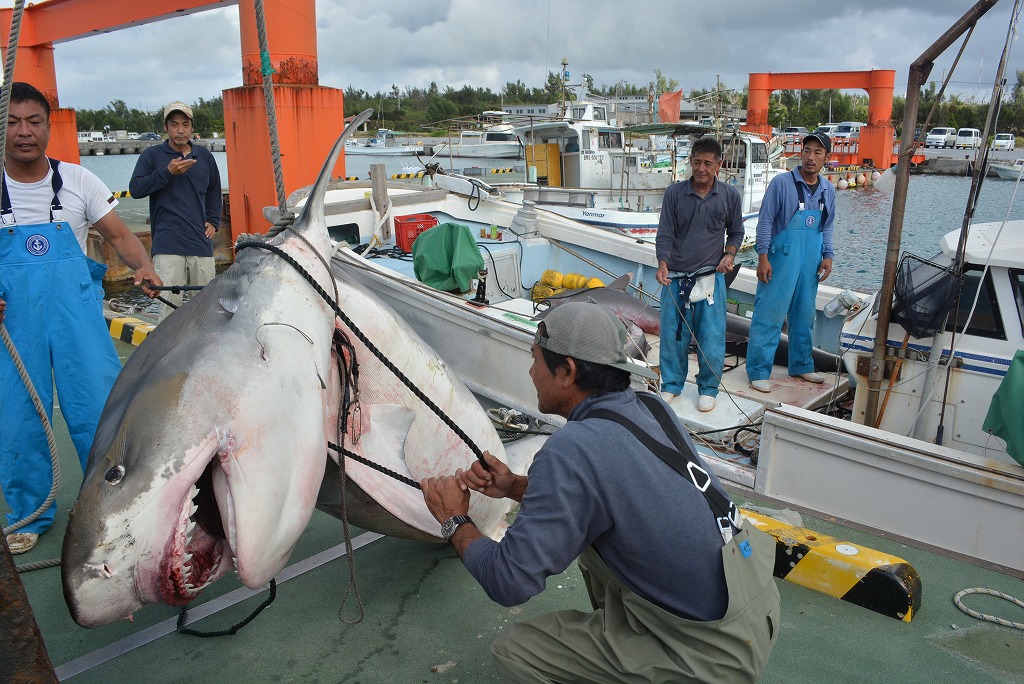 巨大イタチザメを駆除 – 宮古毎日新聞社ホームページ -宮古島の最新