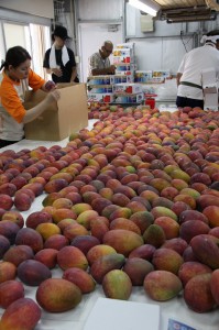 過去最高の豊作となったマンゴー（資料写真）