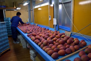 台風接近に伴う収穫最盛期のマンゴーの被害と滞貨が懸念される＝８日、市内のマンゴー園