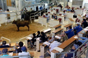 子牛１頭平均価格で６２万２０００円の高値が付いた８月期肉用牛競り＝１９日、ＪＡおきなわ宮古家畜市場