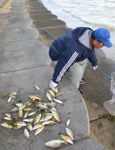 大量の魚が仮死状態で打ち寄せ訪れた市民がタモ網ですくい取っていた＝25日、下地のサニツ浜