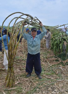 上里さんが持ち上げるキビの茎は最長４㍍余り＝１８日、平良成川地区