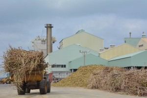 製糖操業開始１週間。高い品質を維持している＝２３日、城辺砂川の宮古製糖城辺工場