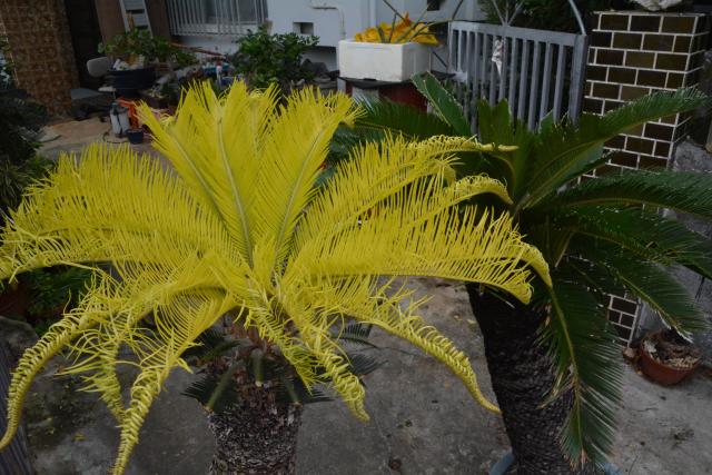 黄金ソテツ」が見ごろ – 宮古毎日新聞社ホームページ -宮古島の最新