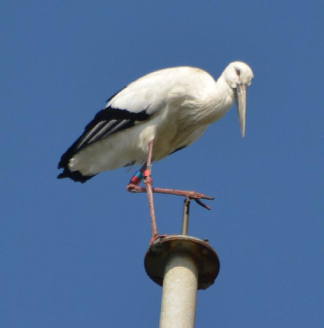 コウノトリ1羽が飛来／池間島に「幸せを運ぶ鳥」 – 宮古毎日新聞社