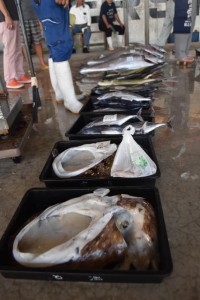 競りの高値を推移するコブシメ＝23日、宮古島漁協の魚市場