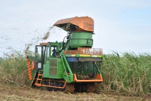 機械刈り申請 9割に サトウキビ収穫 宮古毎日新聞社ホームページ 宮古島の最新ニュースが満載 機械刈り申請 9割に サトウキビ収穫 宮古毎日新聞社ホームページ 宮古島の最新ニュースが満載