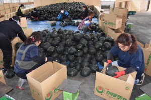 完熟カボチャを県外向けに箱詰めする女性たち＝７日、ＪＡおきなわ伊良部支店の集荷場