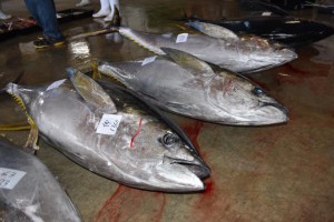 ２０１８年度は大物キハダマグロの豊漁で活気づいた＝２０１９年３月、宮古島漁協競り市場