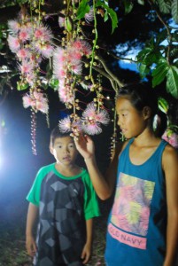 サガリバナを幻想的に照らし出す夜のお花見が始まった＝25日、平良添道の群生地