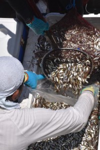 大量のスクを袋詰めする漁師＝２日、佐良浜漁港