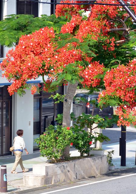 ホウオウボク・豆・(種40個)オーナメント飾り・花材・種子・飛行機便扱い ホウオウボク・豆・(種40個)オーナメント飾り・花材・種子・飛行機便