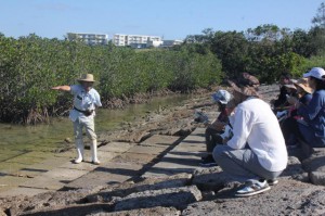人工的に植えられたマングローブについて説明を聞いた＝14日、川満漁港