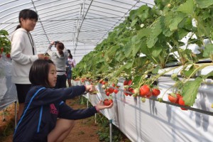 真っ赤な完熟イチゴを収穫する６年生＝30日、グリーンファーム宮古島支店のビニールハウス