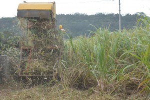 機械刈り収穫 9割超え サトウキビ 宮古毎日新聞社ホームページ 宮古島の最新ニュースが満載 機械刈り収穫 9割超え サトウキビ 宮古毎日新聞社ホームページ 宮古島の最新ニュースが満載
