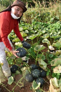 カボチャ収穫が本格化 宮古毎日新聞社ホームページ 宮古島の最新ニュースが満載