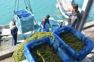 収穫されたばかりの養殖アーサはトラックに積み込まれ宮古島漁協の施設に運ばれた＝４日、平良の大浦船だまり