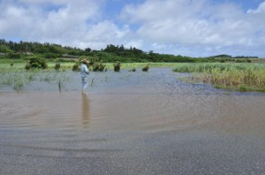 大雨で水没したサトウキビ畑＝13日、城辺新城