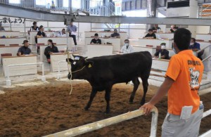 飼育農家戸数の減少は毎月開かれる肉用牛競りにも影響を及ぼし始めている＝ＪＡおきなわ宮古家畜市場（資料写真）