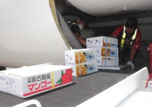 貨物臨時便にマンゴーが積み込まれた＝13日、宮古空港