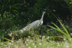 体色が白いインドクジャク＝城辺（資料写真、編集部・伊良波彌撮影）