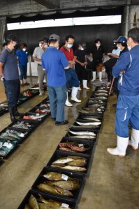 久しぶりにキロ単価が高騰した＝16日、宮古島漁業協同組合の競り市