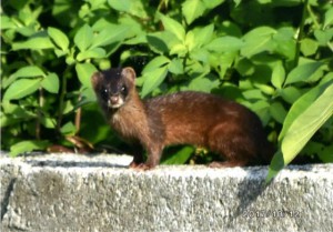 公道の脇に現れたニホンイタチ＝伊良部（資料写真）