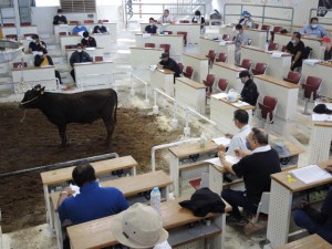 去勢の１頭平均価格が10カ月ぶりに70万円台を回復した11月期肉用牛競り＝19日、ＪＡおきなわ宮古家畜市場