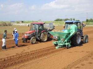 高齢化に対応するため機械化一貫体系の確立に向けた検討が進められる。写真は自動操舵に対応するビレットプランタを取り付けたトラクター