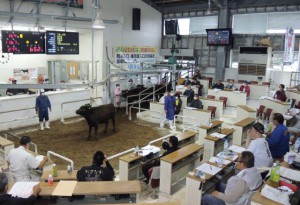 子牛平均価格が11カ月ぶりに70万円台を付けた12月期肉用牛競り＝８日、ＪＡおきなわ宮古家畜市場
