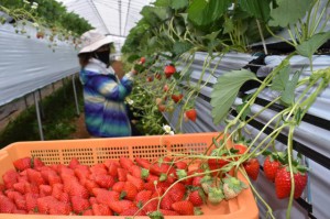 完熟イチゴの収穫が本格化している＝21日、上野