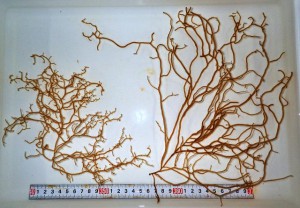 右の「来間株」は、沖縄本島由来のＳ株（左）に比べ、枝が長く太い。さらに小枝が少ないことで、異物が混入しにくく洗浄も容易としている（写真提供・市海業センター）